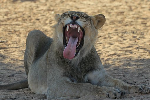 Most Unforgettable Sa Tours Durban