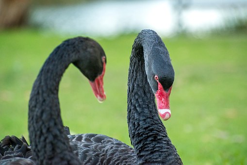 7 Of Australia's Most Famous Exports