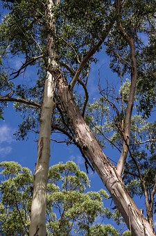 How Pest Problem Affecting Australia