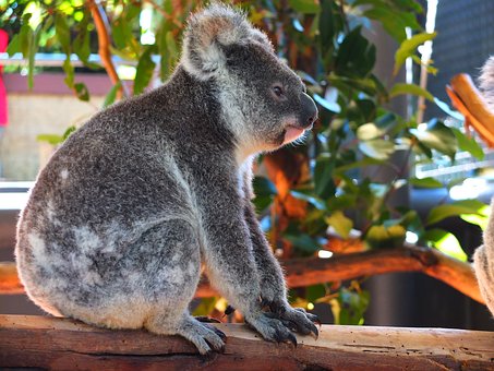 Shipping To Australia Strictest Custom Rules & Regulations In The World