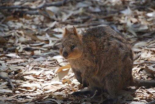 6 Must See Tourist Attractions in the Heart of Brisbane