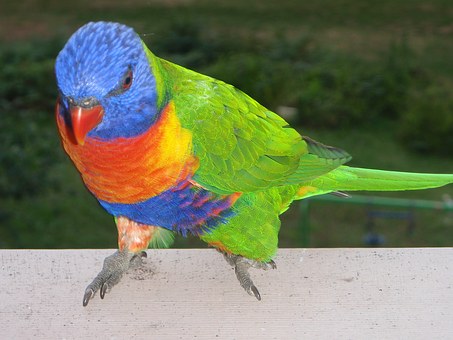 5 Things Australia is Famous For