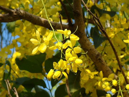 Future Plans For Australian Biodiversity Conversation