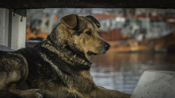 Must-know Facts Before Choosing The Boat Battery Charger