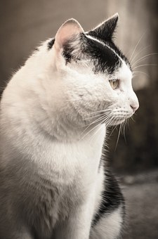World Pet Association Announces Winners Of 2011 Groomer Supershow Hosted At Superzoo
