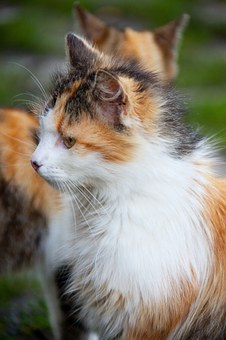 Is Pet Insurance Really A Worthwhile Investment?