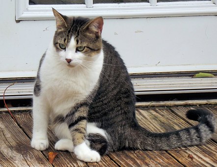 5 Top Tips For Keeping Your Pet Safe During The Summer Heat