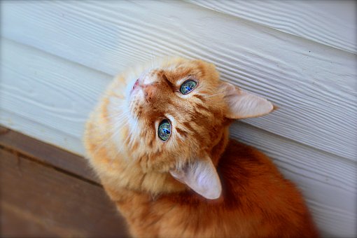 How Often Must Your Pet Visit A Vet