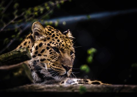 Common Pet Meds For Cat