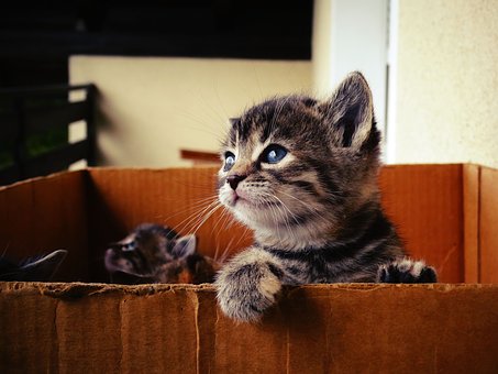 Give Your Pet The Best Care This Winter With A Visit To The Vet.