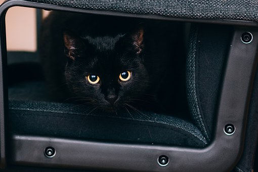 Choosing A Pet Urn When Its Time To Say Goodbye To Your Pet