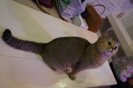 Wildlife Removal Lawrenceville And Animal Safety