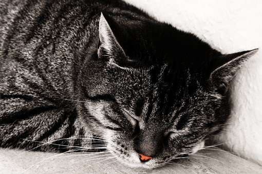 Yogibo Eco Friendly Pet Beds
