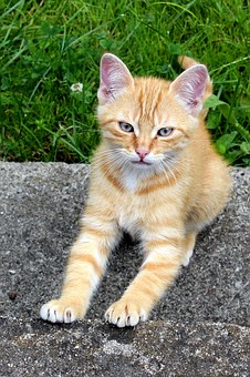 Pet Insurance Comparison - Why And How Should You Compare?