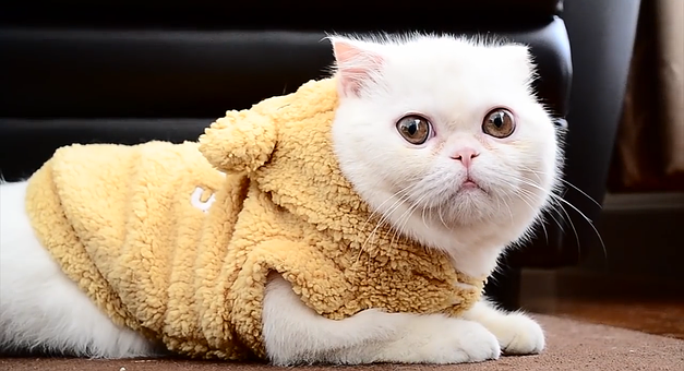 How To Tell When Your Pet Has Fleas