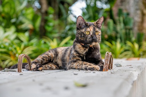 Pet Grooming Tips For Beginners