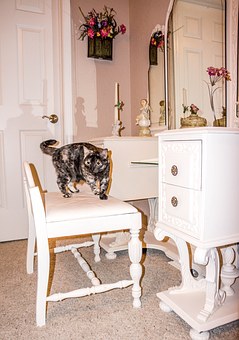 Pet Grooming Tips For Beginners