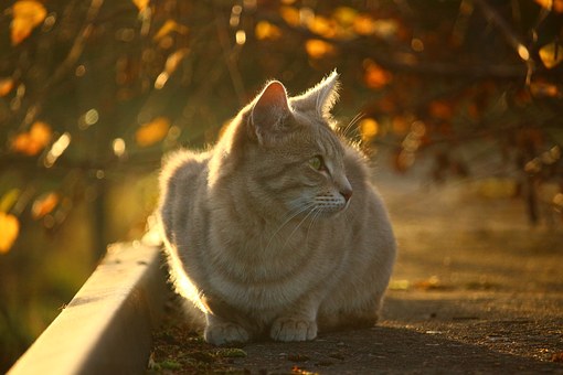 Did You Know That Your Pet Can Also Have Allergy?