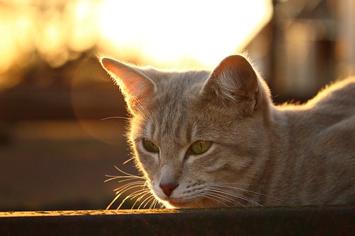Holidaying In Cornwall With Your Pet