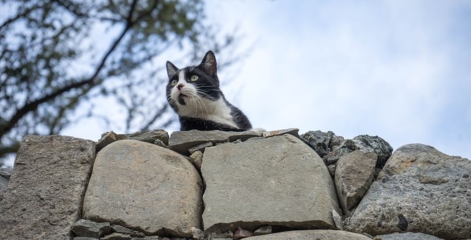 Buy Cheap Animal Live Traps To Catch Animal