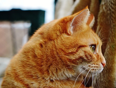 Characteristics Of A Good Hospital For Your Pet