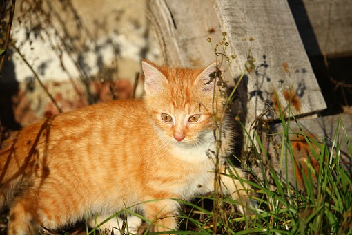 Choosing The Best Vet In Surrey For Your Pet