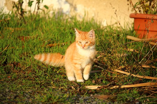 Online Pet Shop An Overview