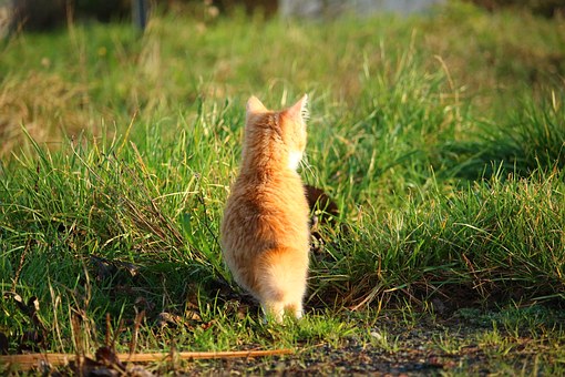 Choosing A Los Angeles Vet for Your Pet