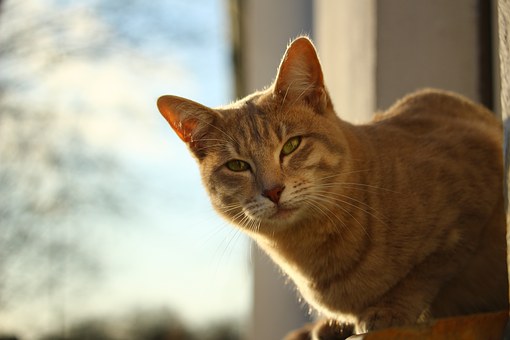 World Pet Association Announces Winners Of 2011 Groomer Supershow Hosted At Superzoo