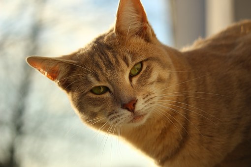 Is Pet Insurance Really A Worthwhile Investment?