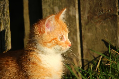 5 Top Tips For Keeping Your Pet Safe During The Summer Heat