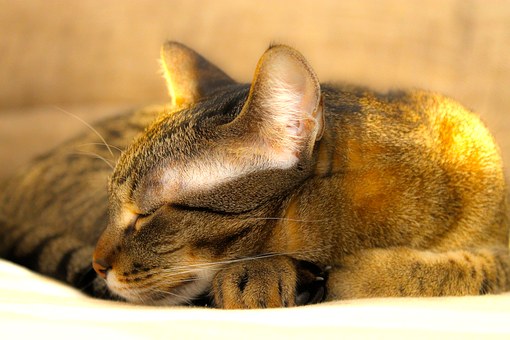 Do I Require Pet Insurance? - Is It Really A Necessity Or Is It Insurance Enterprise Ploy To Get Ad