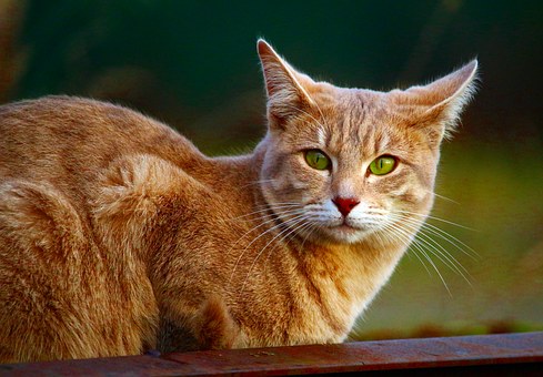 Get Best Advices On Pets Insurance In Arizona
