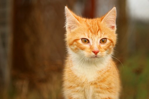 CAT Exam Hall Tips for Online CAT 2010 Examinees