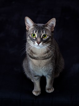 Common Pet Meds For Cat