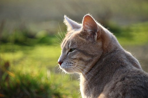 How Important Is Pet Insurance? by:John Uy