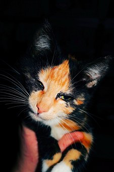 Does My Car Insurance Cover Injuries To Animals?