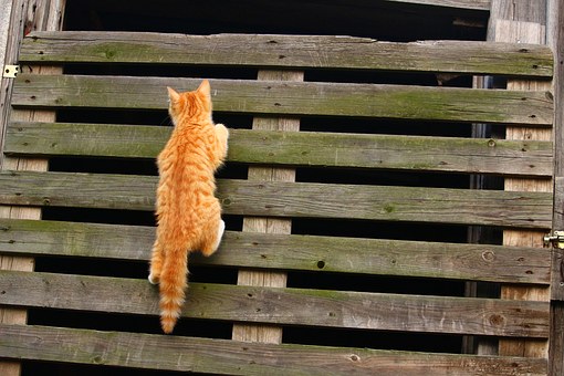 Where To Do Pet Boarding?