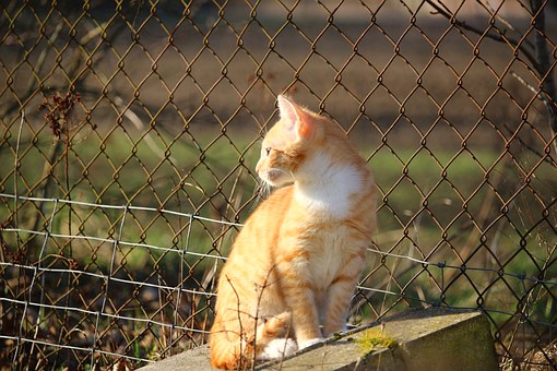 Common Problems Pet Owner Faces