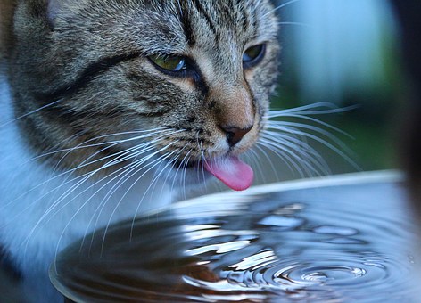 Great New Discovery Helps You Discover What To Anticipate From Pet Insurance Coverage Comparison