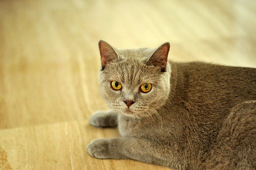 Yogibo Eco Friendly Pet Beds