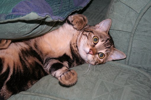 Florida Vet Advice On Pet Parasites - Don't Let Them Infect Your Family!