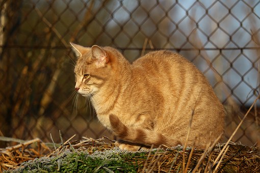Things To Consider In Pet Stain Removal Calgary