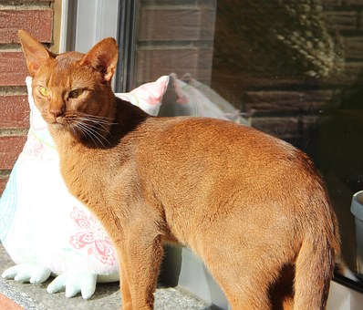 Pet Grooming Tips For Beginners
