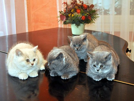 Pet Grooming Tips For Beginners