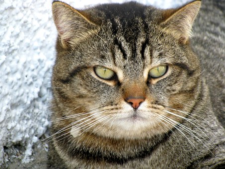 7 Questions To Ask About Pet Friendly Apartment Rentals