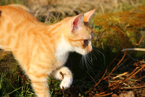 Did You Know That Your Pet Can Also Have Allergy?