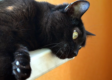Characteristics Of A Good Hospital For Your Pet
