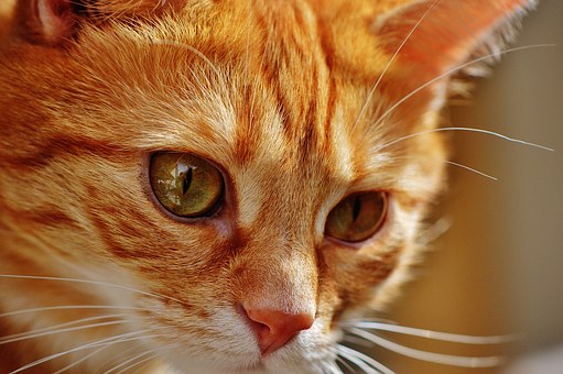 Coping With The Loss Of A Pet