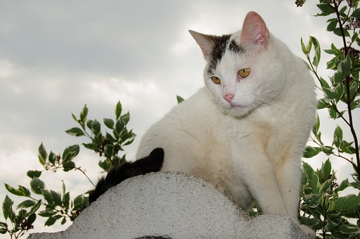 Choosing A Los Angeles Vet for Your Pet
